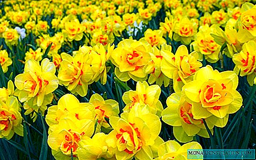 Daffodils cura plantabant in aperto agro