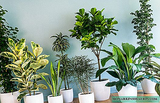 Fantastiese binnenshuise plante en tropiese blomme