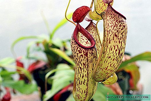 Nepenthes - Cura et sustentacionem domus in flore