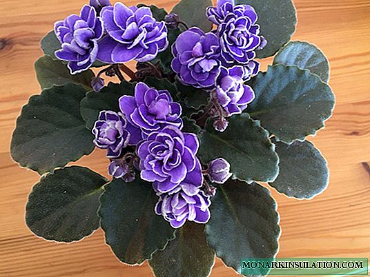 Violet Ness Crinkle Blue - Fitur Tanduran