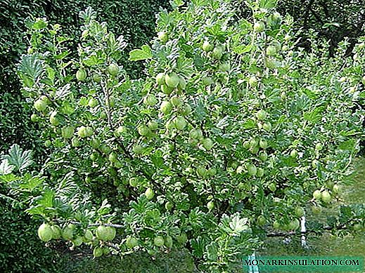 Gooseberry pruning ka selemo, lehlabula le hoetla