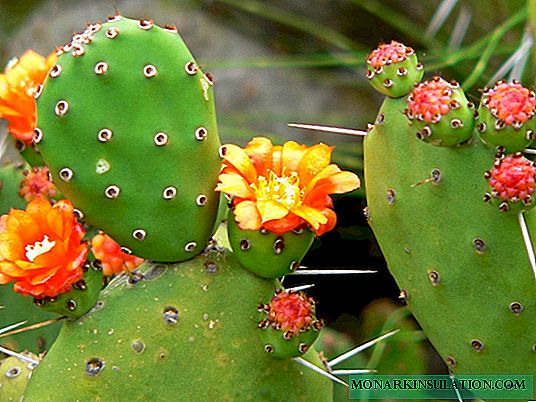 Kaktus dardhe me gjemba: shembuj për kujdesin dhe shumimin e bimëve