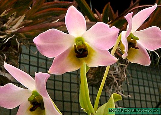 Orkidea dendrobio: ebloj por prizorgado kaj reprodukto hejme