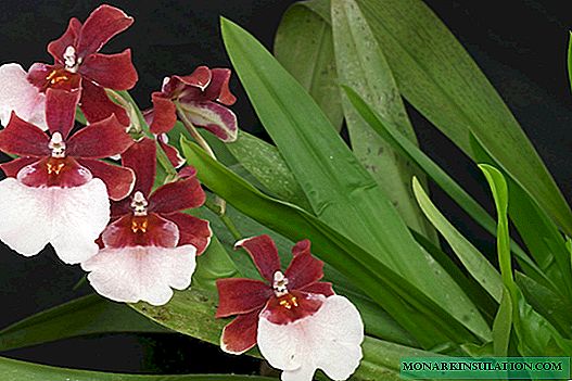 Cumbria orchid: fikolokoloana sy fikojakojana ao an-trano
