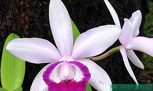Cattleya Orchid: mekhoa ea tlhokomelo ea lapeng le mekhoa ea ho ikatisa