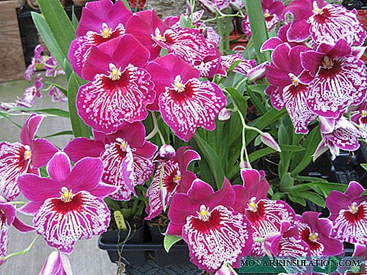Orkidea miltonia: etxeko transplantea eta loreak zaintzeko aukerak
