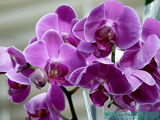 Orchid bloomed kini lati ṣe pẹlu ọfa: awọn aṣayan fun itọju ati fifin
