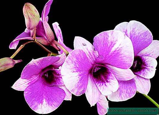 Nlekọta ụlọ nke Orchid: nhọrọ maka ịmụpụta na ịkụ ifuru