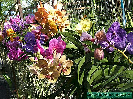 Orhideja vanda: glavne sorte i opcije za njegu u kući