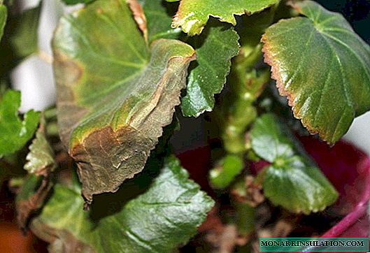 Главните причини зошто begonias суви лисја