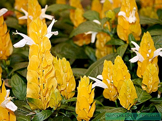Pachistachis жолта и црвена - како да се грижи за растение