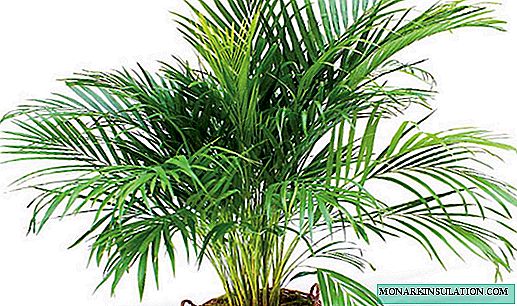 Palm areca chrysalidocarpus - heimahjúkrun