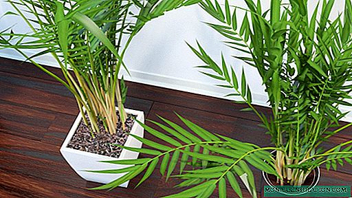 نخل Areca - نحوه مراقبت از یک گیاه