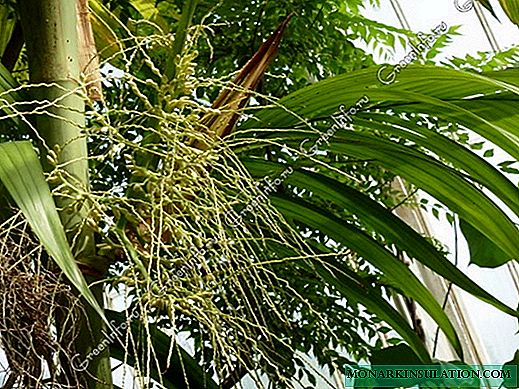 Areca palmie - fikarakarana trano sy fiompiana