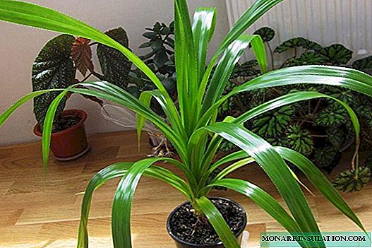 Pandanus: flor de palma espiral na casa