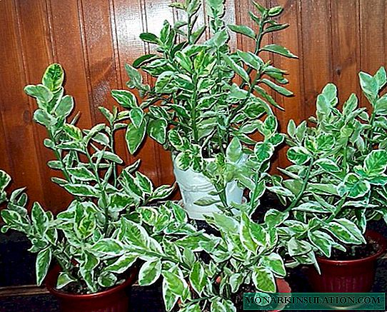 Pedilanthus titimaloidny - care ac statuimus houseplant