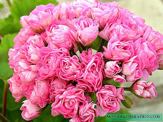 Pelargonium Aussie Pink Rosebud