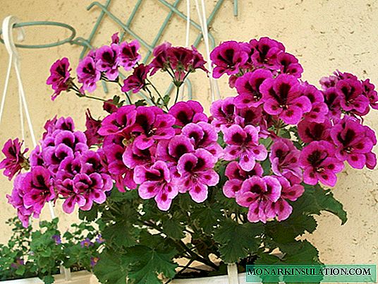 ग्रान्डिफ्लोरा पेलेरगोनियम - घर फूलहरूको देखभाल