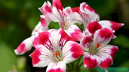 Pelargonium Odencio Symphonia - Kev piav qhia