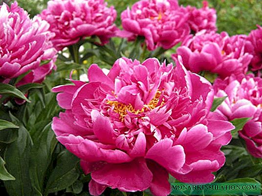 Peony Karl Rosenfield - مراقبت از کاشت و گل