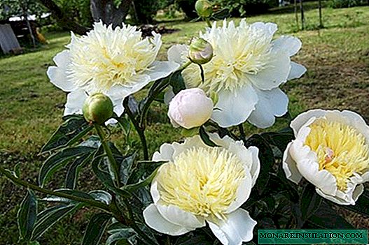 Peony Primavera (Paeonia Primevere) - ویژگی های انواع