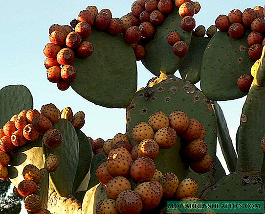 Cactus prutas: isang paglalarawan ng mga species at ang kanilang mga pakinabang at pinsala