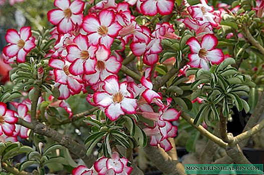 Zergatik Adenium Blossoms - Arrazoiak