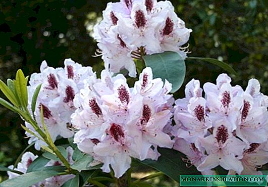 Vim li cas rhododendron tsis tawg hauv qhov qhib hauv av hauv vaj: yuav ua li cas