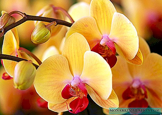 Me yasa buds orchid ya faɗi: manyan dalilai na faduwa