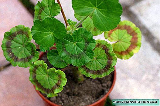 Naha geranium ngahurungkeun daun beureum - nyababkeun sareng pengobatan