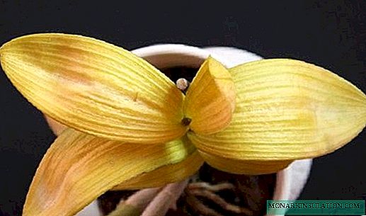 Por que as follas se tornan amarelas na orquídea