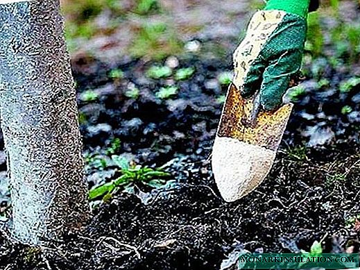 Ngubahan tangkal buah sareng shrubs dina musim semi sareng ngabuahan di taneuh