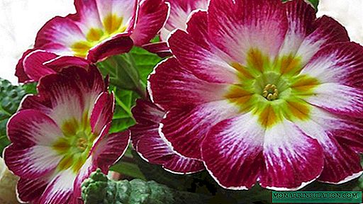 Primrose tydens blom: rypwordperiode en veranderinge in blomversorging