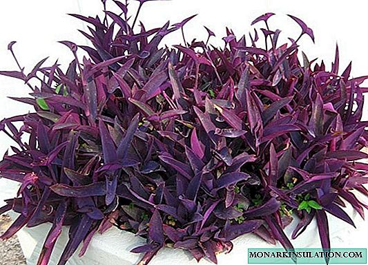 Melak netcreasia purpurea atanapi ungu, variegated