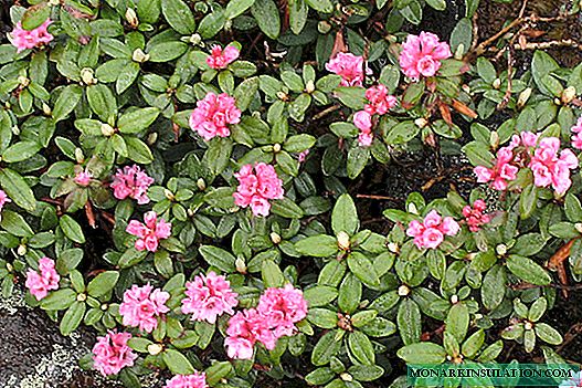 Rhododendron adams (rododendron adamsii)