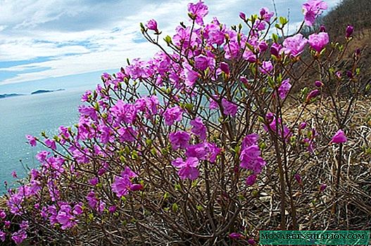 Malproksima Orienta Rododendro Dauriano