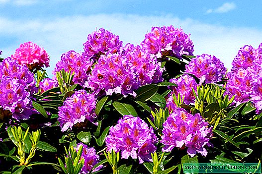 Rhododendron: kepiye, kepriye tuwuh wektu