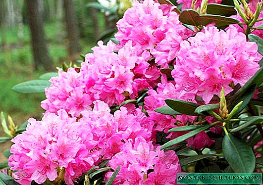 Rhododendron The Hague (Haaga): famaritana, fitsangatsanganana ary fikarakarana