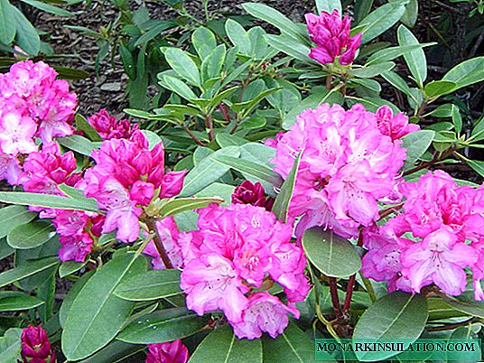 Rhododendron Helliki: Whakaahuatanga