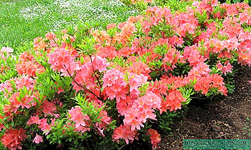 Deciduous rhododendron: iri, dasa da kulawa