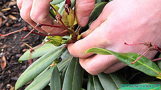 Rododendroak desagertu egin da: zer egin ondoren