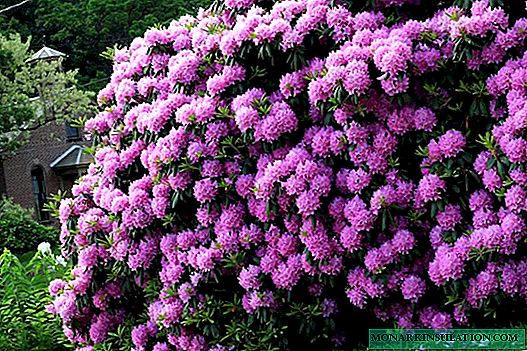 Mga Rhododendron Roseum Elegans
