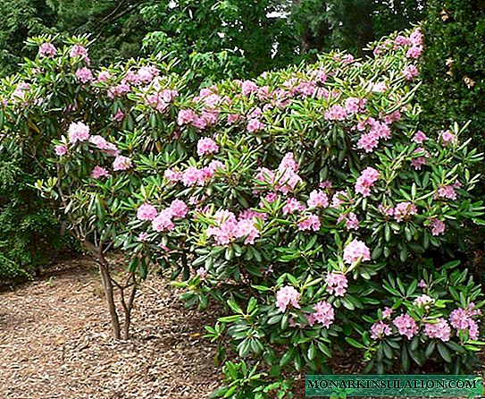 Rhododendron Prifysgol Helsinki