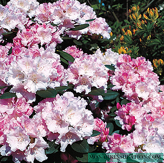 Rhododendron Yakushiman Percy Weisman