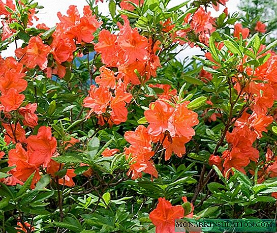 Salmón xaponés de Rododendro