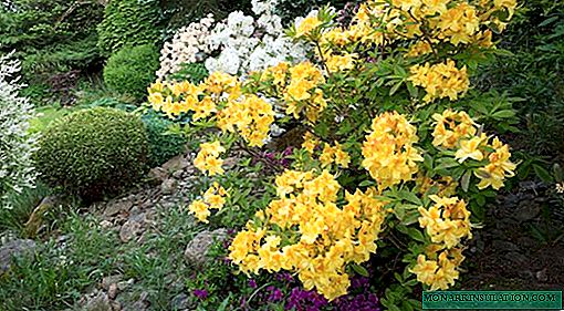 Rhododendron kuning: deciduous, Pontic azalea