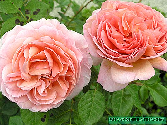 Rosa Abraham Darby - Descrición dunha flor varietal