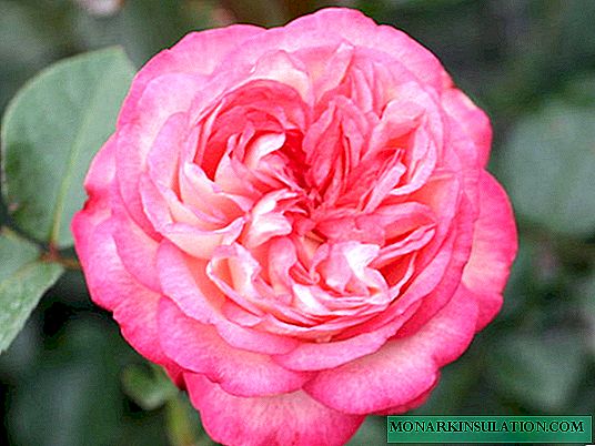 Rosa Antik (Antike 89) - menene wannan hawa hawa iri-iri