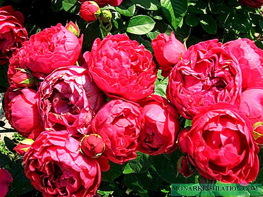 Rose Ascot (Ascot) - cén cineál, saintréithe