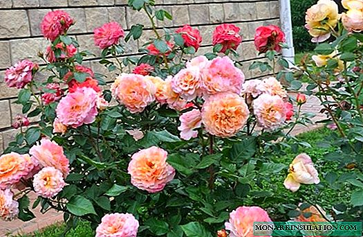 गुलाब अगस्टा लुइस - विविधताको विशेषताहरू